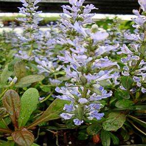 OnlinePlantCenter Chocolate Chip Bugleweed Plant A3002CL at The Home 