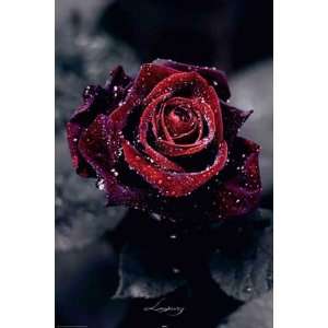 Flowers   Luxury Rose   Blumen Poster Gothic Rose Rote Romantisch 