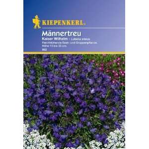 Lobelia Männertreu Kaiser Wilhelm  Garten