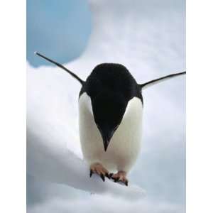 Adelie Penguin (Pygoscelis Adeliae) Climbing over Iceberg, Paulet 