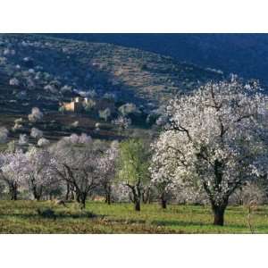  Almond Trees in Bloom, Haut Atlas (High Atlas), Morocco 