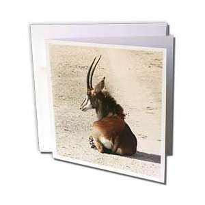   Animals   South African Sable antelope   Greeting Cards 6 Greeting