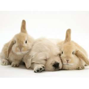  Golden Retriever Puppy Sleeping Between Two Young Sandy Lop Rabbits 