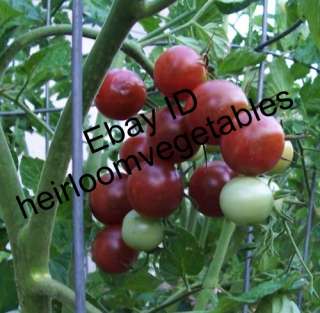 rare black cherry tomato. Fruits ripen to a mauve black and have a 
