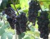 Grape extract containing abundant mineral, vitamin, carotene improves 