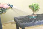   Flower Bonsai Tree Potter Plant Grow Cut Take Care 3 Years Old  