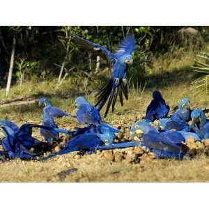  Hyacinth Macaws, Flock of Parrots Eating Brazil Nuts, Brazil 