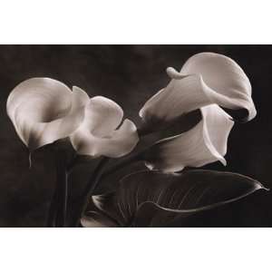 Calla Lily Finest LAMINATED Print Sondra Wampler 36x24