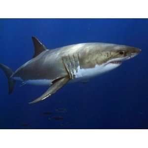 Great White Shark (Carcharodon Carcharias), Guadalupe Island, Mexico 