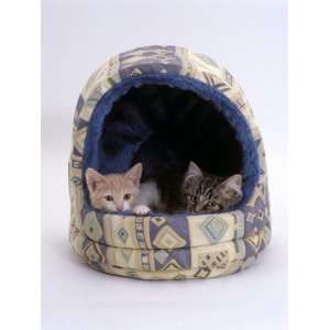 Domestic Cat, Two Kittens in Igloo Bed Premium Poster Print by Jane 