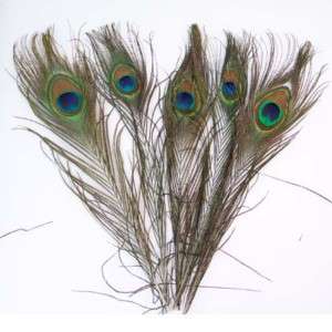 Wholesale 40pcs peacock tail feathers natural color 10 12  