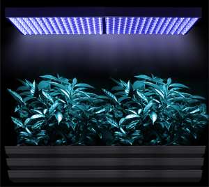 450 LED AQUARIUM CORAL REEF GROW LIGHT PANEL WHITE BLUE  