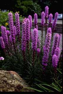 liatris are deer resistant fully hardy and can be left