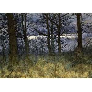  The Woods at Dusk by William Fraser Garden. Size 10.00 X 7 