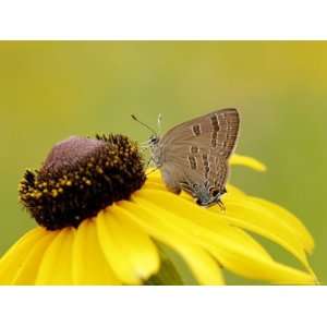 Edwards Hairstreak Butterfly, Feeding, Quebec, Canada Photographic 