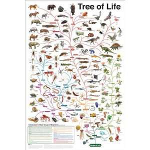 Evolution   Charles Darwins Tree of Life 37.5x25.5 Ready to Hang 