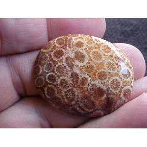  S3703 Brown Coral Fossil Agate Oval Cabochon Beauty 