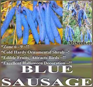   Mans Fingers Blue Sausage Fruit Seeds Decaisnea fargesii Zones 6   10