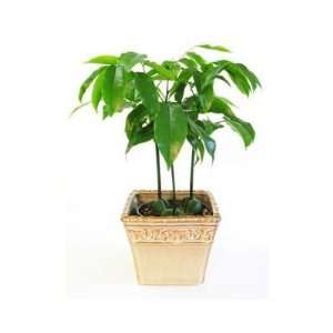  [Discontinued] Lucky Bean Plant  Green Gift that Ships Via 