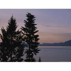  Twilit View of Silhouetted Evergreen Trees Above Flathead 