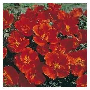 Seeds   California Poppy, Red Chief (Eschscholzia Californica) Seed 
