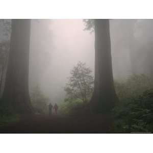  Foggy Forest View with a Couple Walking Between Giant Redwood Trees 