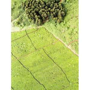 Tea Plantations Grow at the Border of the Mount Kenya 