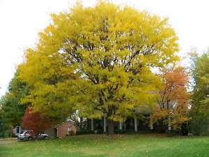 Honeylocust, Gleditsia triacanthos inermis, Tree Seeds  