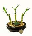 Lucky Bamboo, Collectibles items in Wholesale Lucky Bamboo And More 