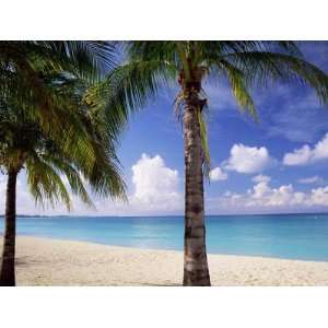 Palm Trees, Beach and Still Turquoise Sea, Seven Mile Beach, Cayman 