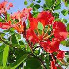 10 bauhinia galpinii red orchid tree seeds  