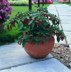 Apache Red Chile Pepper   10 Seeds   Patio  