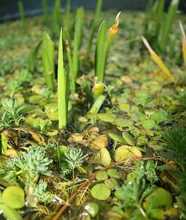  Iris   Frogbit   Parrot Feather   Spider Lily easy grow pond plants 