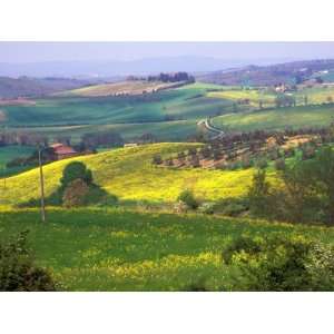 Green Rolling Hills and Spotted Yellow Mustard Flowers, Tuscany, Italy 