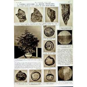   1949 BRITISH WOODLAND WELLING TONIA POLLEN TREE FOSSIL