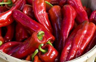 Mirasol Hot Pepper 4 Plants   Flavorful Mexican Chile  