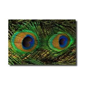  Peacock Feathers Giclee Print