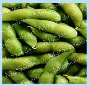 Edamame seeds ~Tasty A++ BeSweet 2015 ~Japanese Edamame  