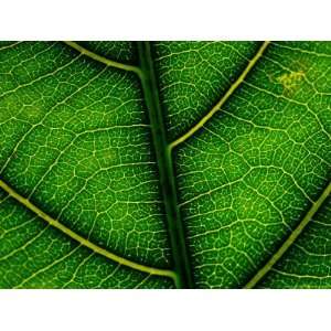 Close up of a Leaf of the Extremely Rare Plant Alectryon Macrococcus 