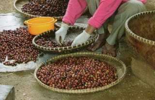 Coffee farmer is collecting & sorting coffee berries