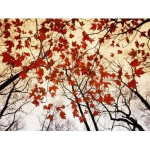  Bare Branches and Red Maple Leaves Growing Alongside the 