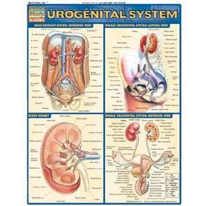  Urogenital System, Laminated Giude, sold by 100 Health 