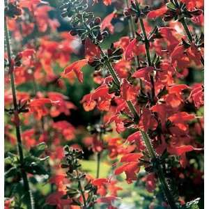  Davids Flower Salvia Lady in Red 50 Seeds per Packet 