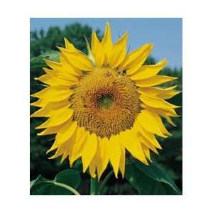  Sunflower Mammoth Russian   1 Pkt. (75 seeds) Kitchen 