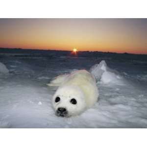  A Juvenile Gray Seal Pup Rests as the Sun Begins to Rise 