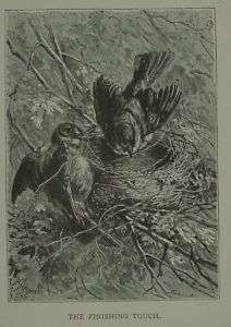 WOOD 1885 BW NEST MAKING BIRD/Birds Print NICE  