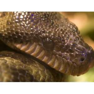  The Face of a Madagascar Tree Boa at the Henry Doorly Zoo 