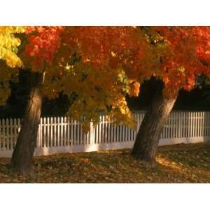  Fall Leaves and White Fence, Nevada City, CA Stretched 