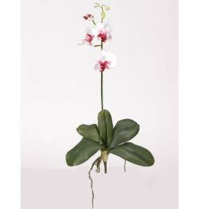   Silk Orchid Flower w/Leaves (6 Stems) White Dubonet Colors   Silk